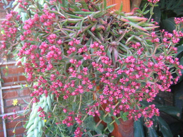 [Foto de planta, jardin, jardineria]