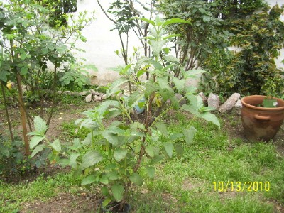 [Foto de planta, jardin, jardineria]