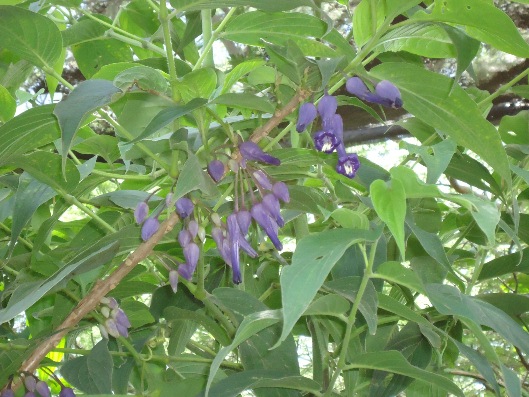 [Foto de planta, jardin, jardineria]