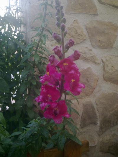 [Foto de planta, jardin, jardineria]