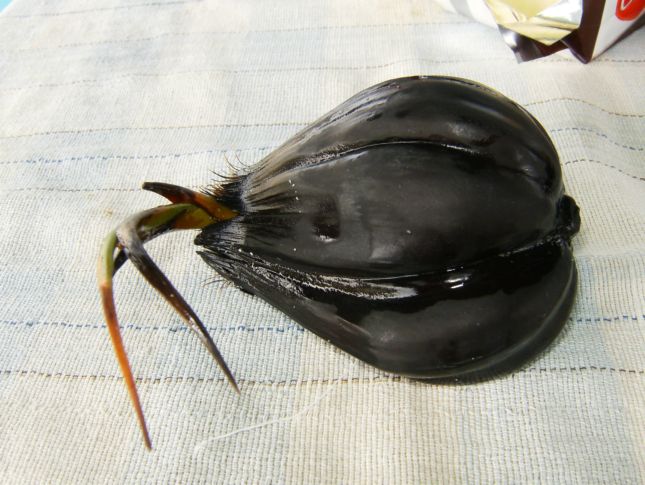 [Foto de planta, jardin, jardineria]