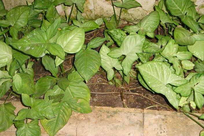 [Foto de planta, jardin, jardineria]