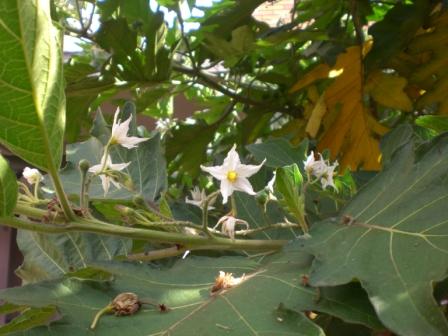 [Foto de planta, jardin, jardineria]