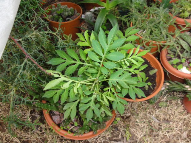 [Foto de planta, jardin, jardineria]