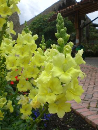 [Foto de planta, jardin, jardineria]