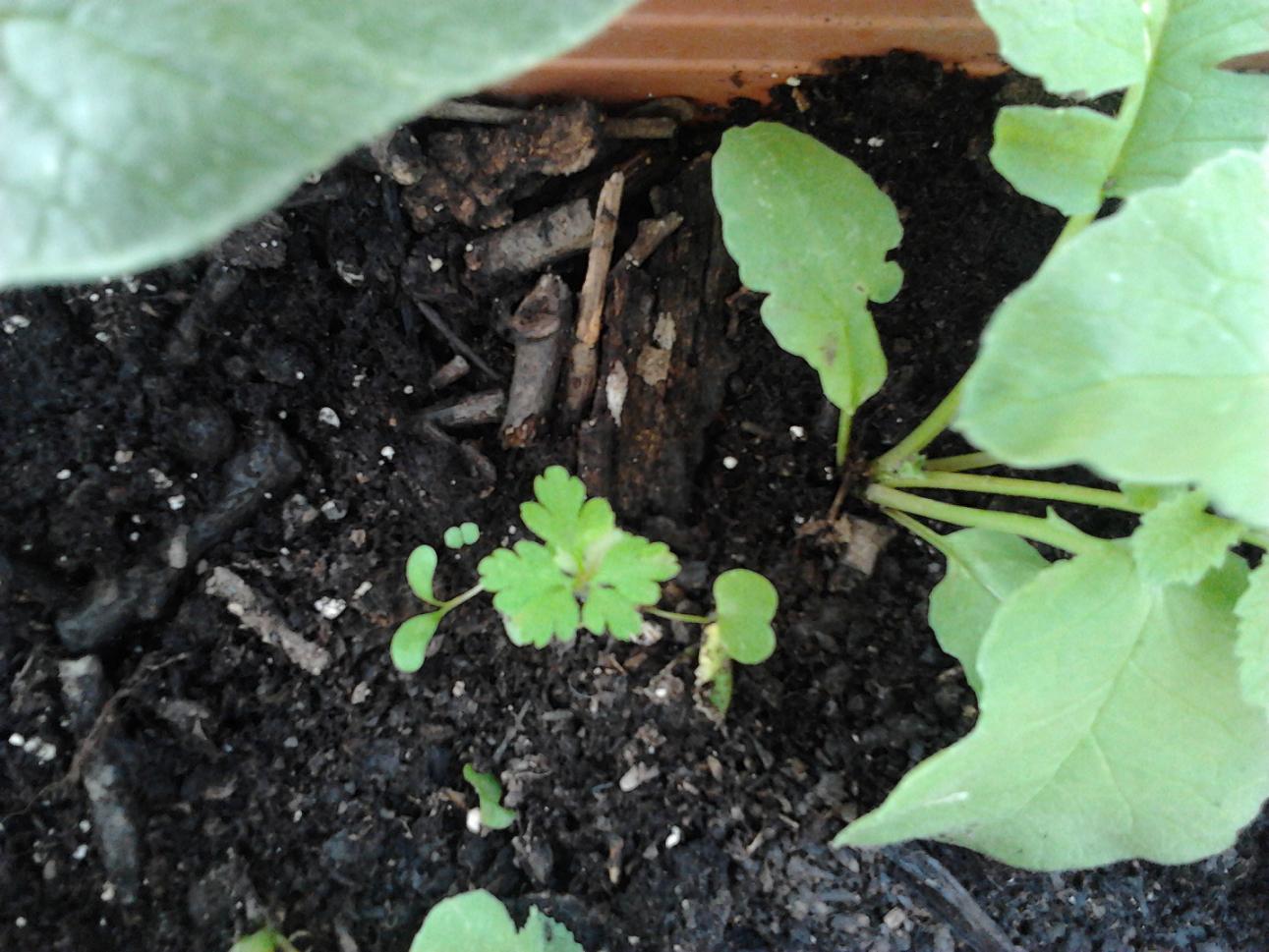 [Foto de planta, jardin, jardineria]