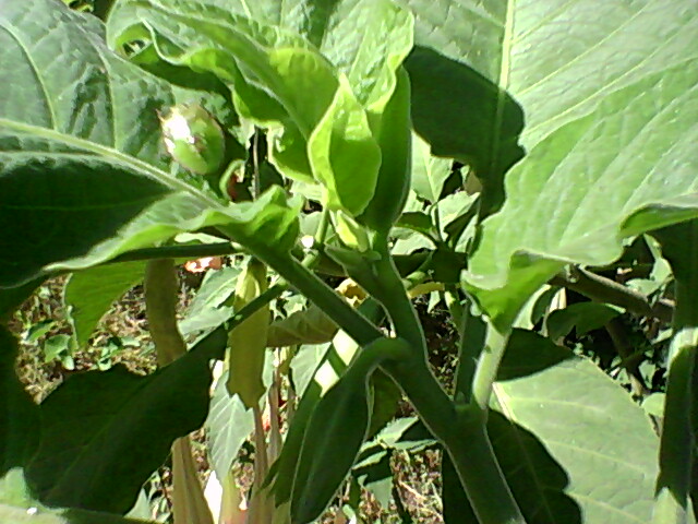 [Foto de planta, jardin, jardineria]