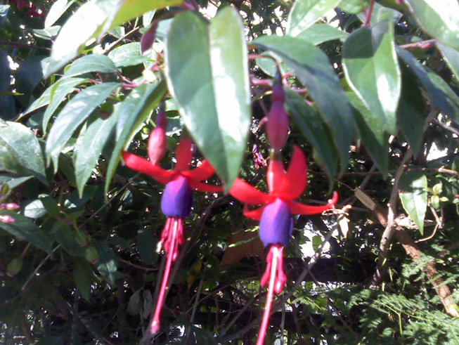 [Foto de planta, jardin, jardineria]