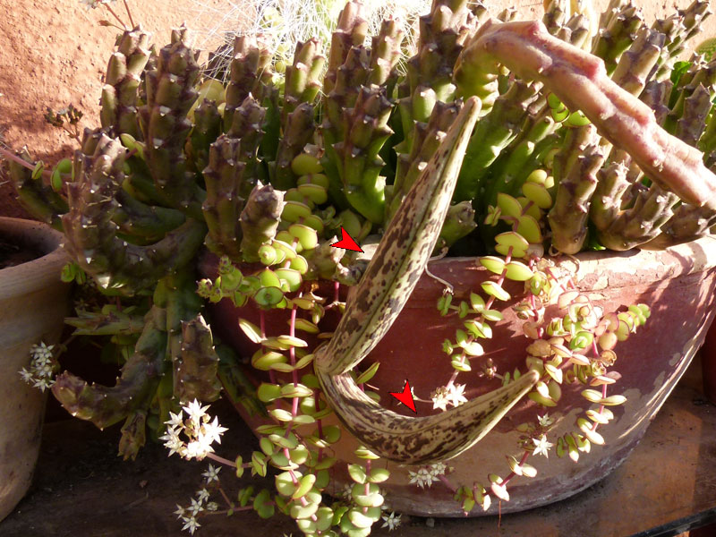 [Foto de planta, jardin, jardineria]