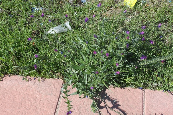 [Foto de planta, jardin, jardineria]