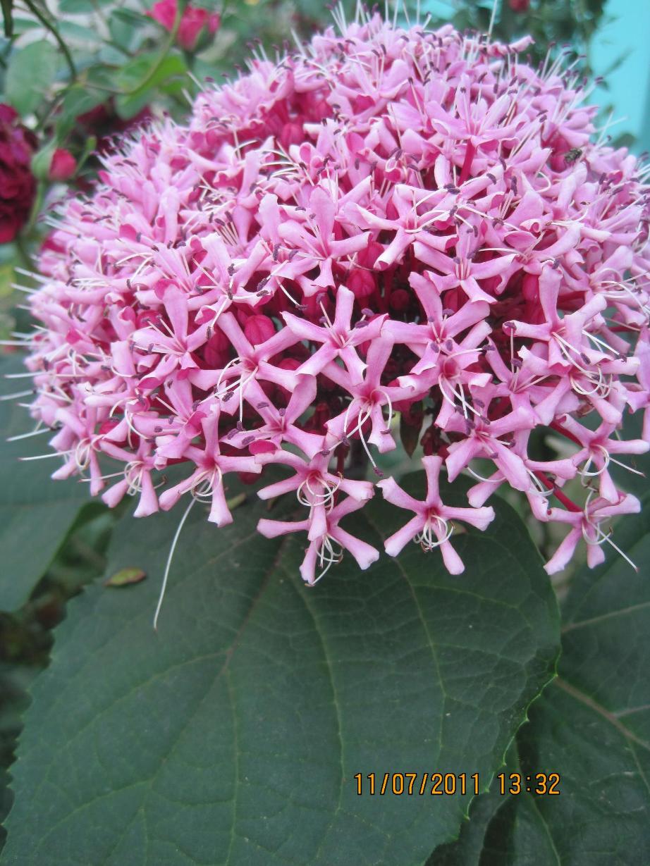 [Foto de planta, jardin, jardineria]