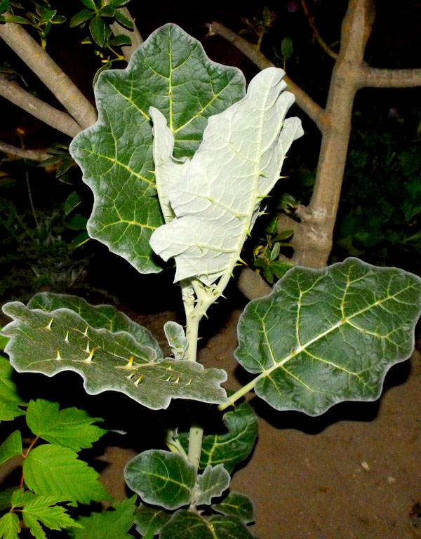 [Foto de planta, jardin, jardineria]