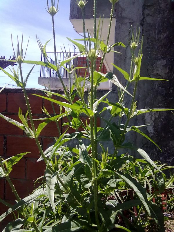 [Foto de planta, jardin, jardineria]