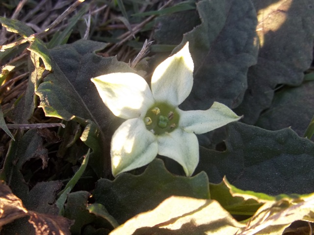 [Foto de planta, jardin, jardineria]