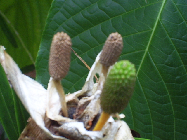 [Foto de planta, jardin, jardineria]
