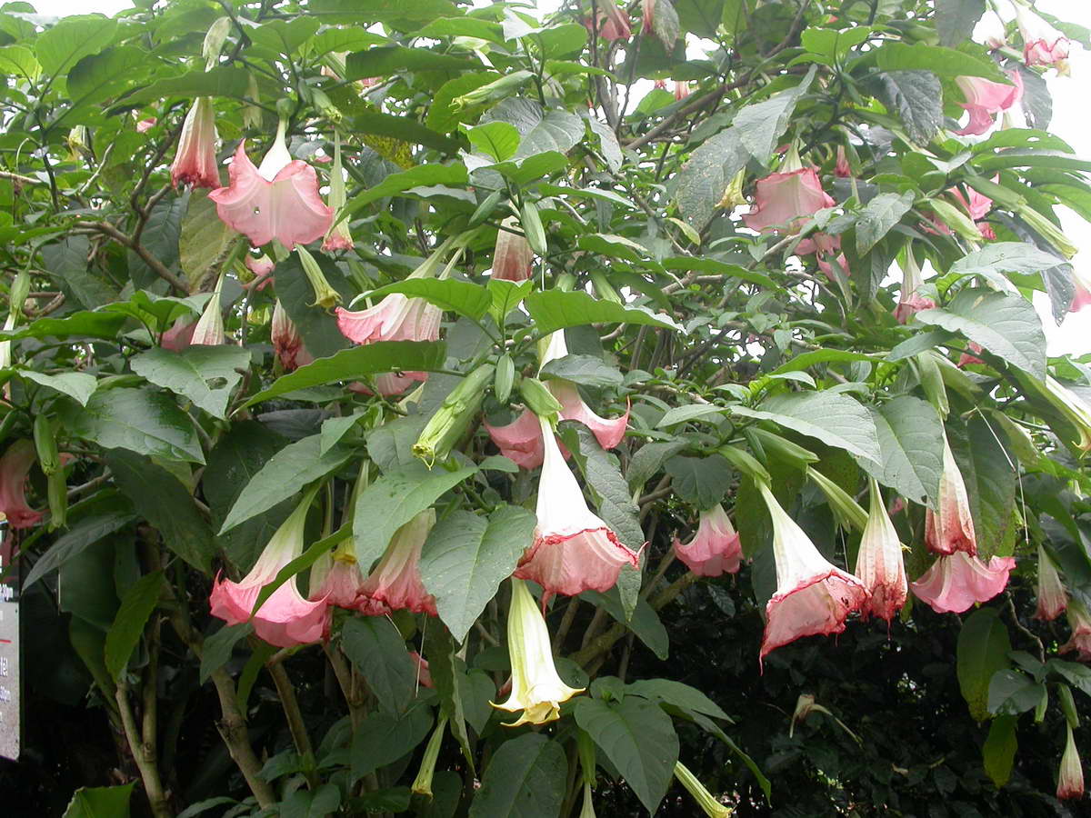 [Foto de planta, jardin, jardineria]