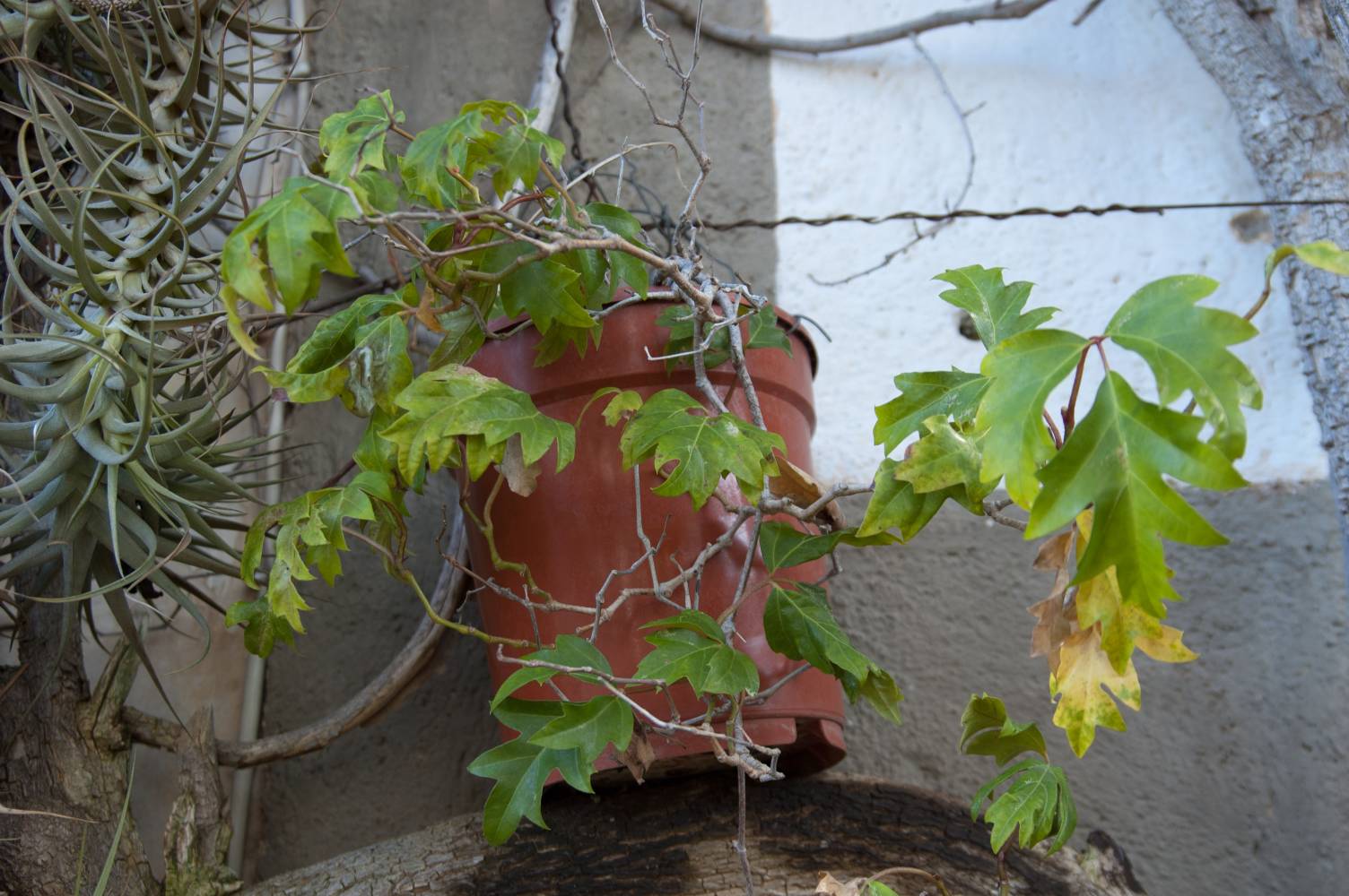 [Foto de planta, jardin, jardineria]