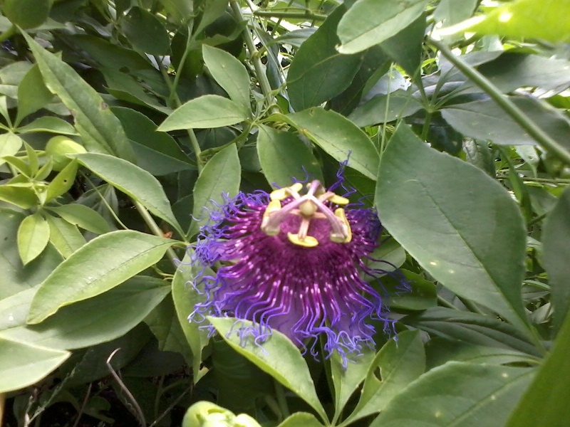 [Foto de planta, jardin, jardineria]