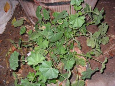 [Foto de planta, jardin, jardineria]