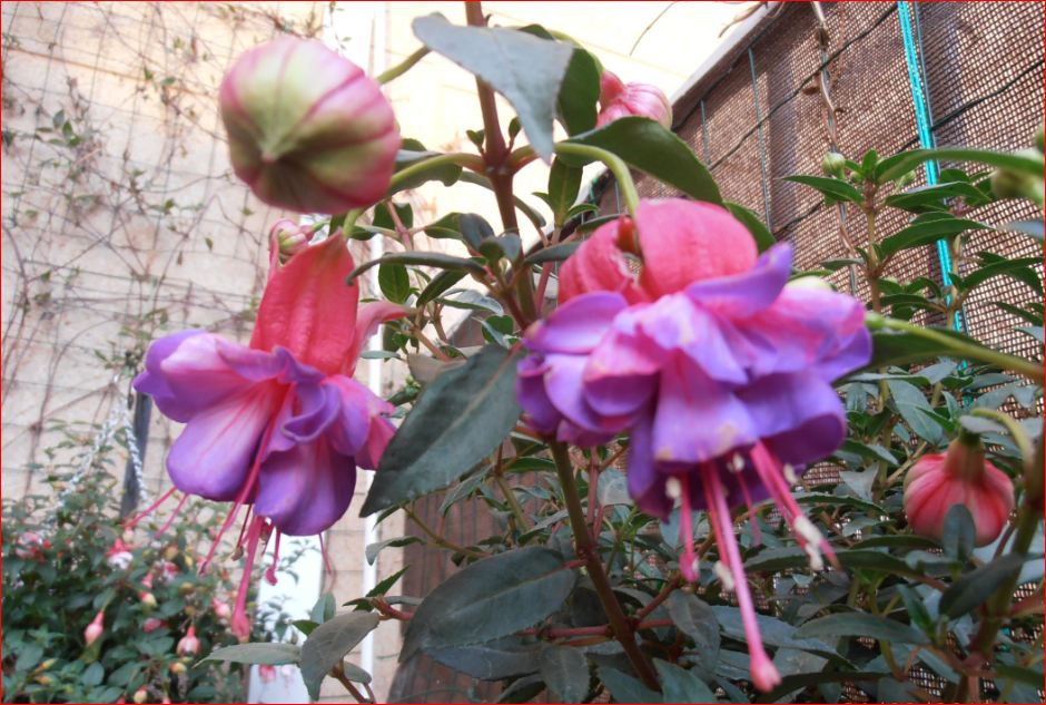 [Foto de planta, jardin, jardineria]
