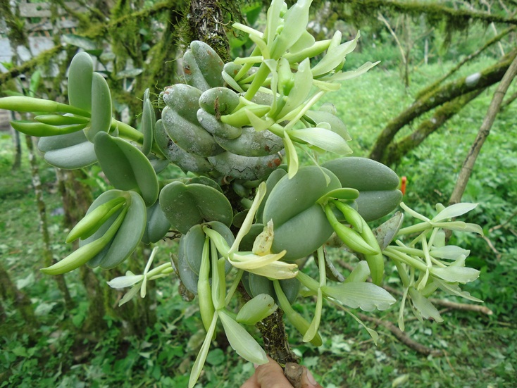 [Foto de planta, jardin, jardineria]