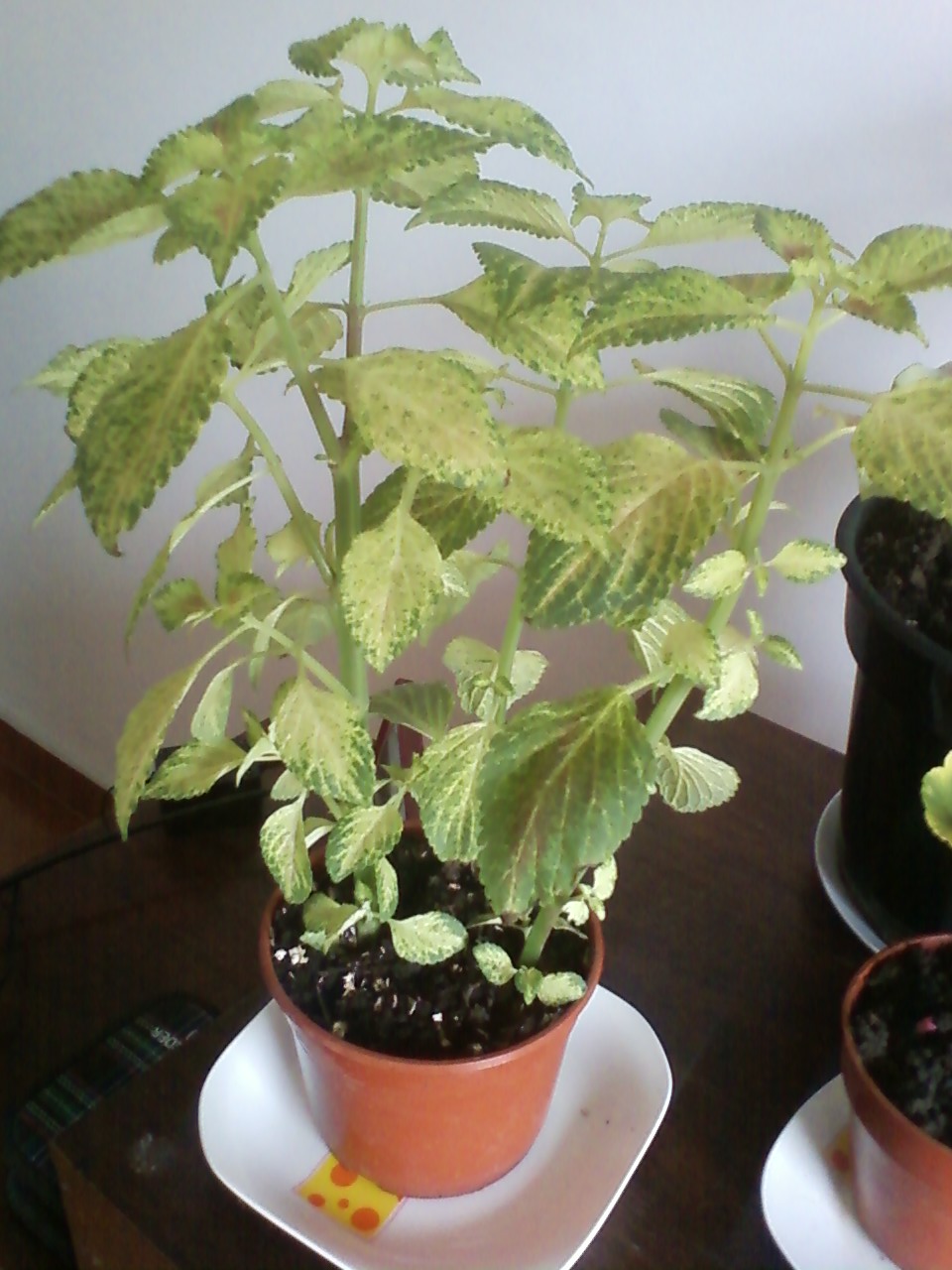 [Foto de planta, jardin, jardineria]
