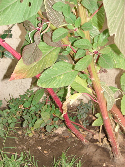 [Foto de planta, jardin, jardineria]