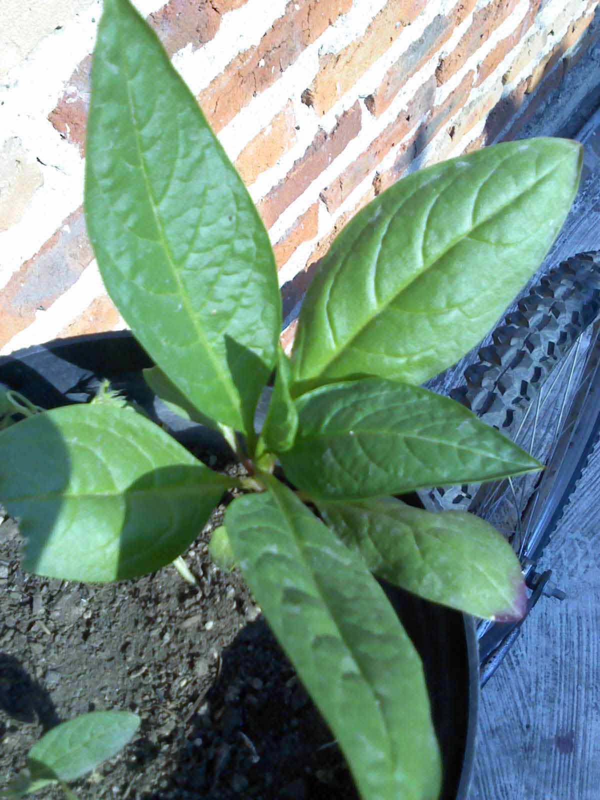 [Foto de planta, jardin, jardineria]