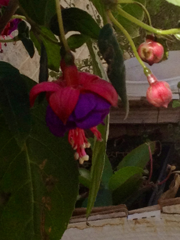 [Foto de planta, jardin, jardineria]