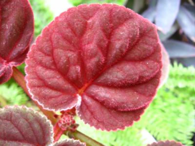 [Foto de planta, jardin, jardineria]