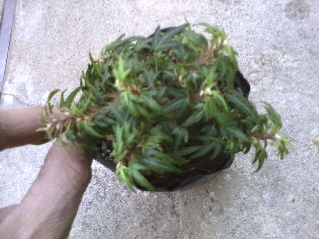 [Foto de planta, jardin, jardineria]