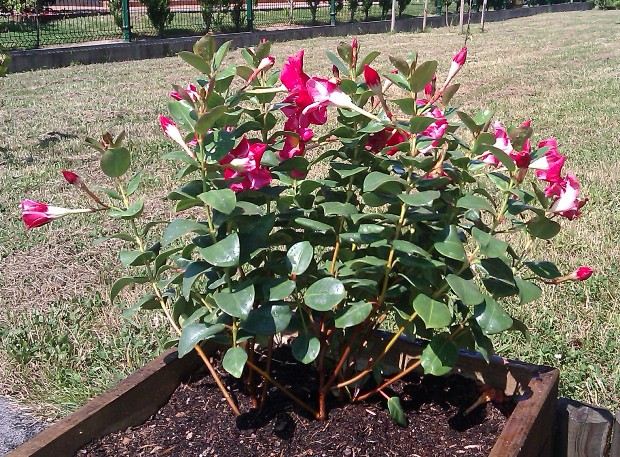 [Foto de planta, jardin, jardineria]