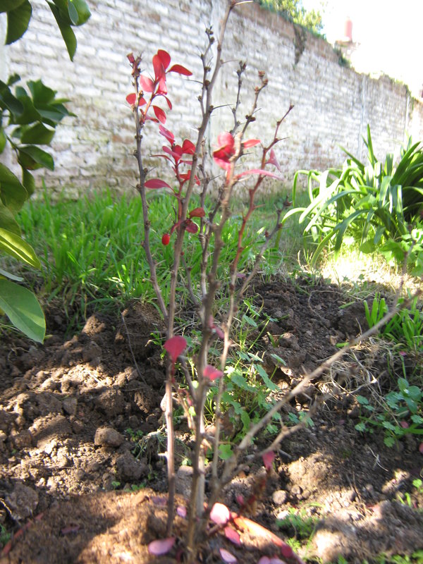 [Foto de planta, jardin, jardineria]