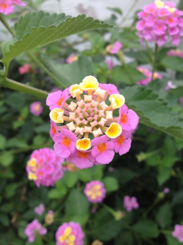[Foto de planta, jardin, jardineria]