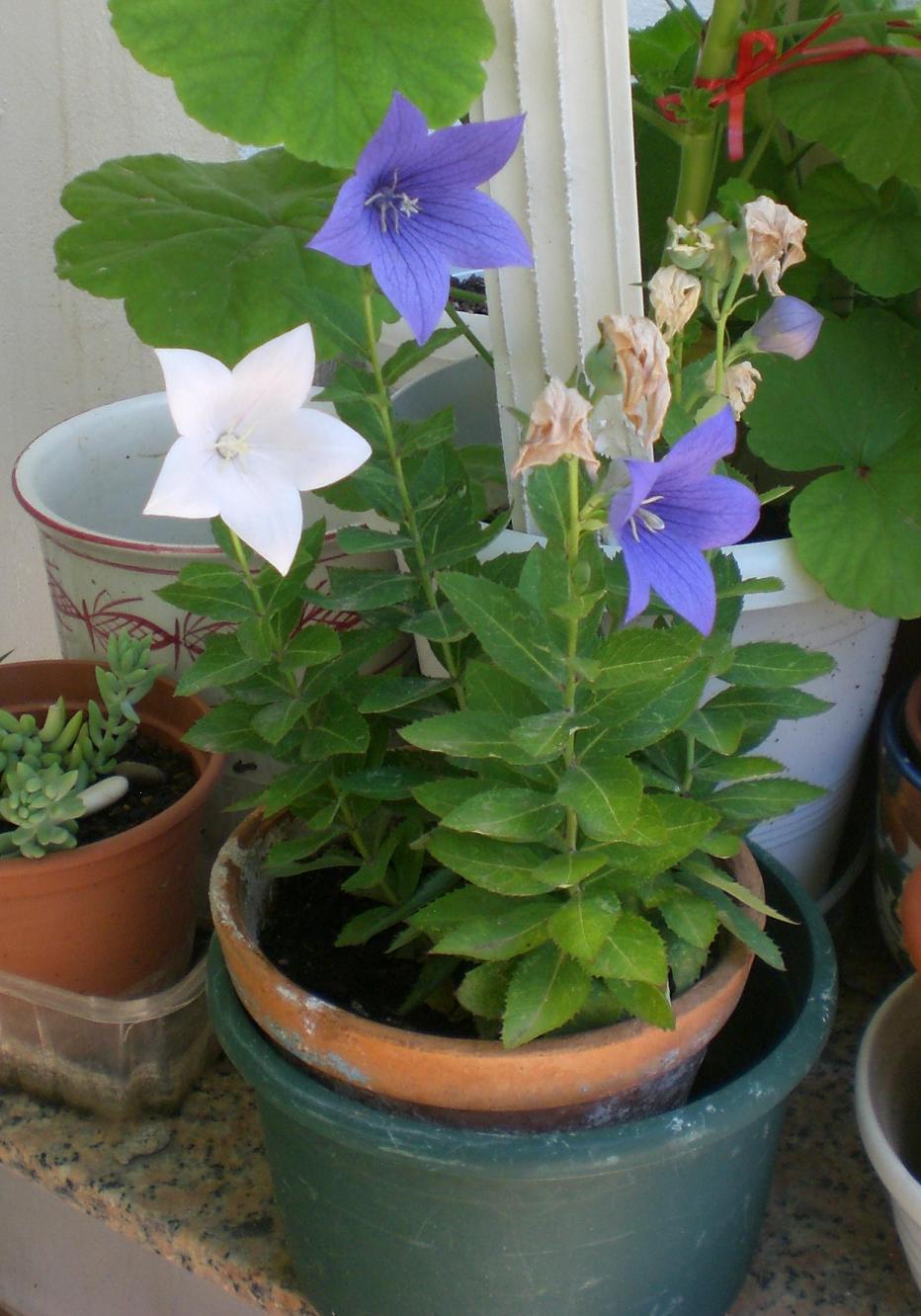 [Foto de planta, jardin, jardineria]