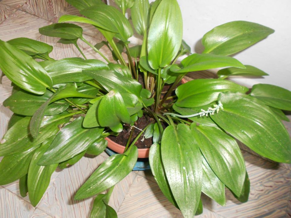 [Foto de planta, jardin, jardineria]