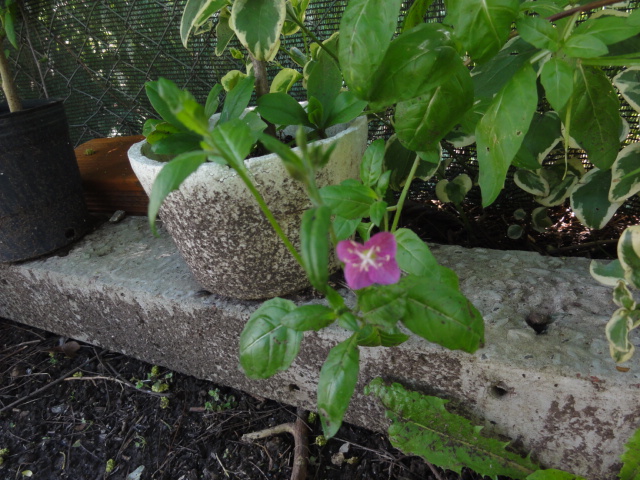 [Foto de planta, jardin, jardineria]