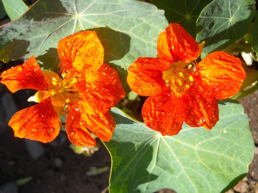 [Foto de planta, jardin, jardineria]