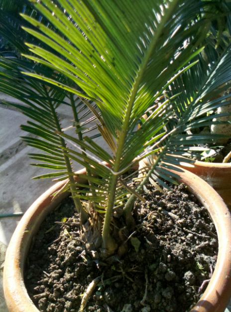 [Foto de planta, jardin, jardineria]