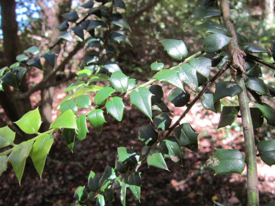 [Foto de planta, jardin, jardineria]