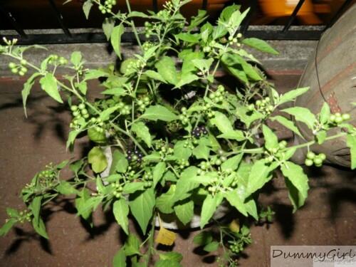 [Foto de planta, jardin, jardineria]