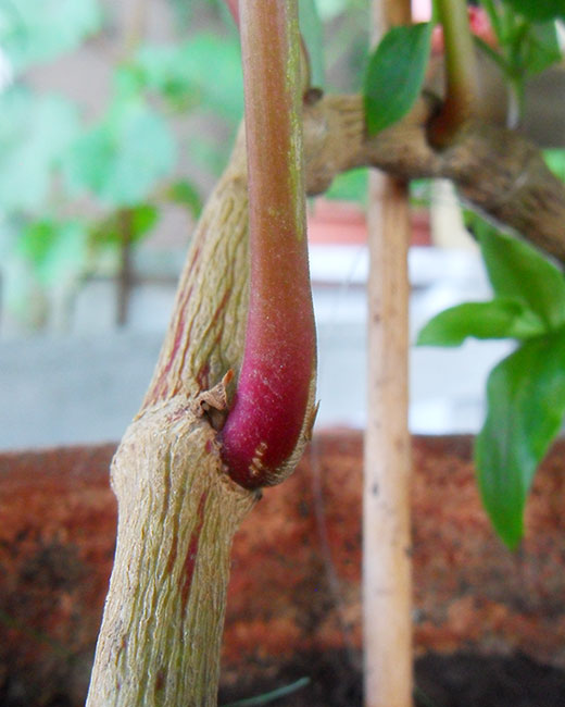 [Foto de planta, jardin, jardineria]