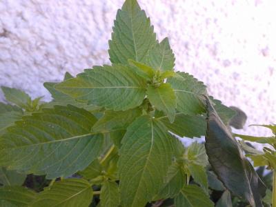 [Foto de planta, jardin, jardineria]
