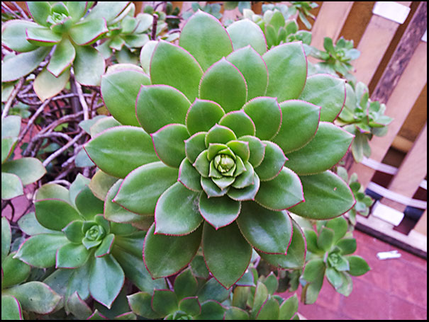 [Foto de planta, jardin, jardineria]