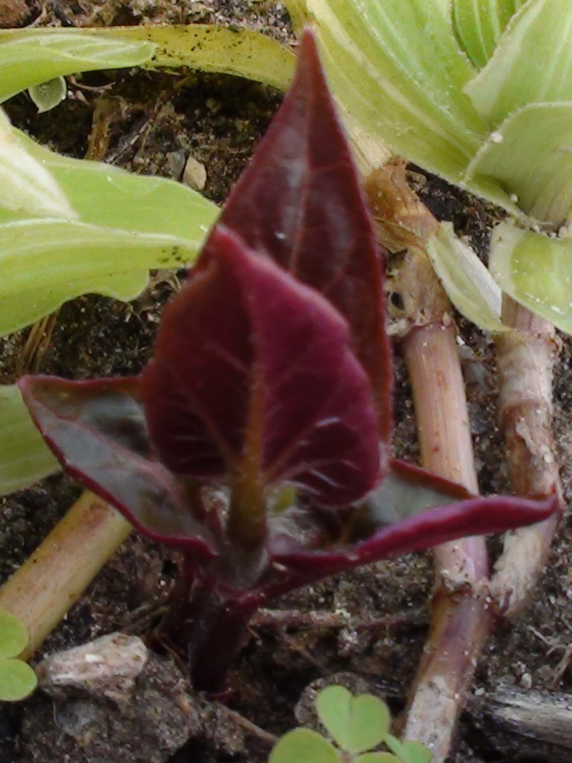 [Foto de planta, jardin, jardineria]