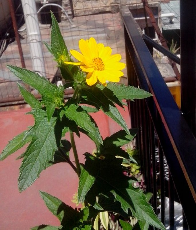 [Foto de planta, jardin, jardineria]