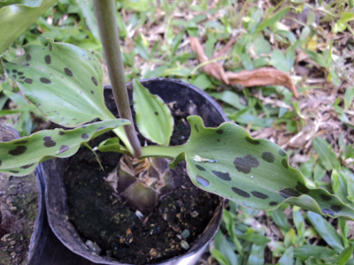 [Foto de planta, jardin, jardineria]