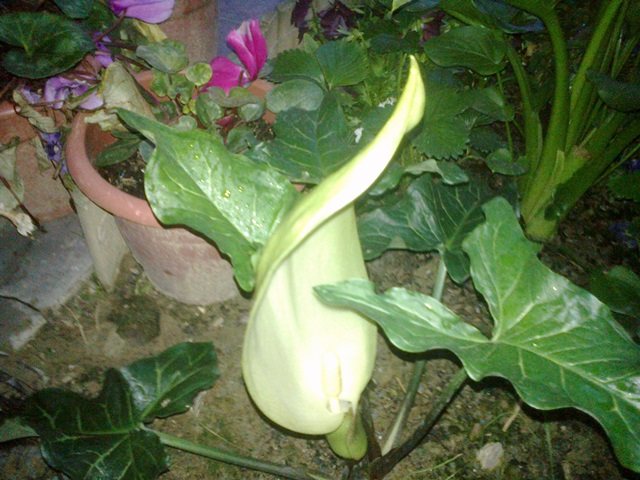 [Foto de planta, jardin, jardineria]