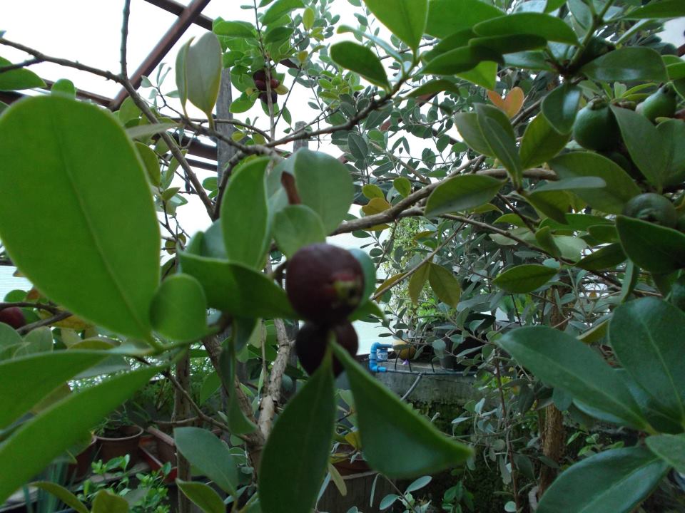 [Foto de planta, jardin, jardineria]