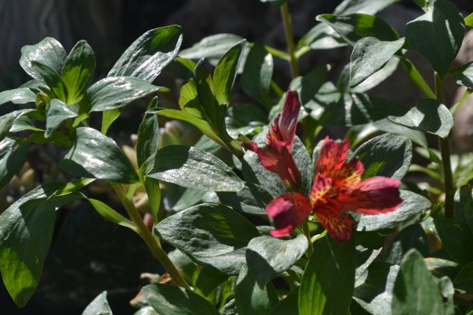 [Foto de planta, jardin, jardineria]